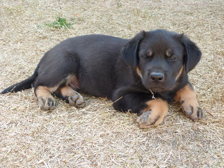 chinook dog